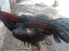 Ayam Bangkok pakoy satria sinekti