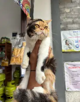 Scotish fold calico