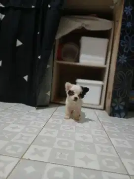 Jual anak anjing