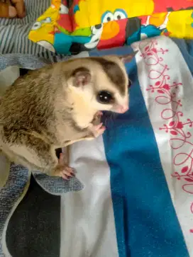 Indukan Sugar Glider White Face (WF)
