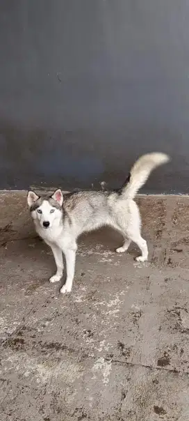 SIBERIAN HUSKY BLUE EYES SHORT HAIR