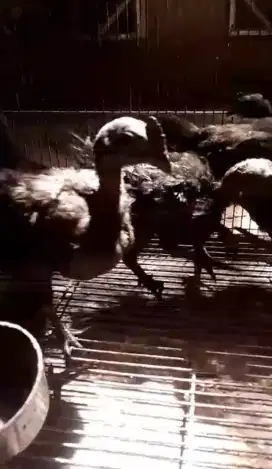 Ayam Cemani umur 2 bulanan per pasang
