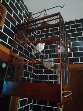ALBINO MATA MERAH GACOR