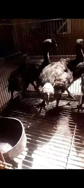 Jual Ayam Cemani Lidah Hitam umur 2 bulanan