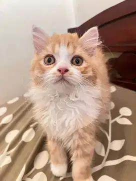 Kitten Persia Oyen Betina