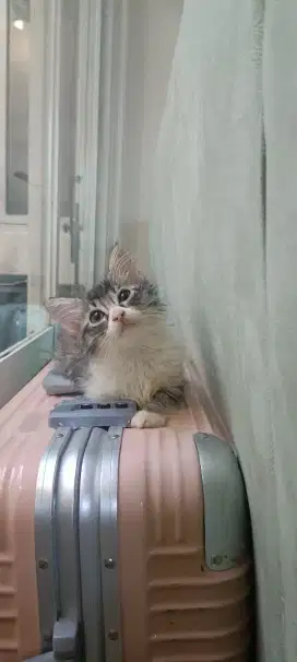 Lepas Adopt PerMujaeran Persia Mixdom