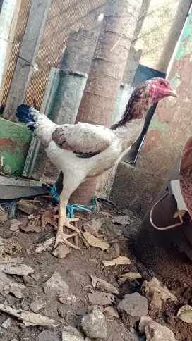 Ayam Betina Shamo Eropa