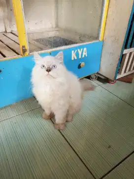 Kucing Himalaya gembul 3bulan setengah
