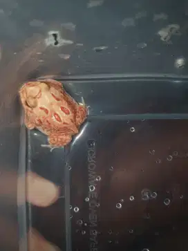 pacman strawberry