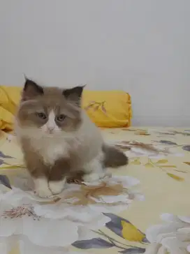 Ragdoll pure nonped