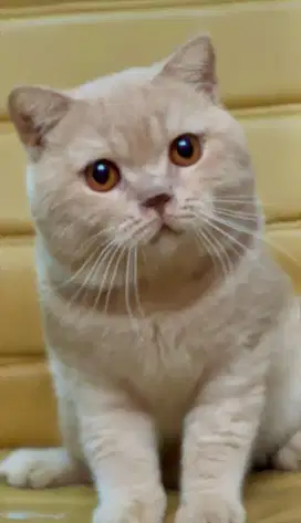 British shorthair 
Male ped cfa