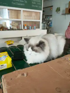 Cat sitter freelance