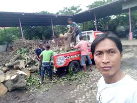 potong pohon daerah rungkut kenjeran molyosari perak rewid