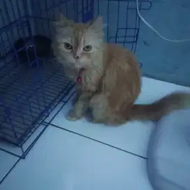 Open adopsi kucing persia