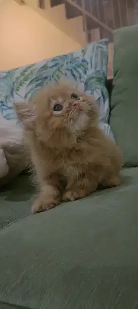 Lepas Adopt Persia Flatnose