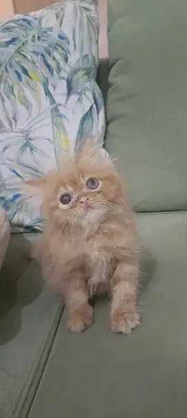 Lepas Adopt Persia Flatnose