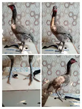 Ayam Betina Mangon Silangan Bangkok