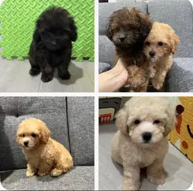 Dijual Toy Poodle Apricot, Black, Brunet