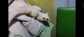 Sugar glider Creamino Het Leu Jantan Bahan Cetak Ruby Leu (Rare)