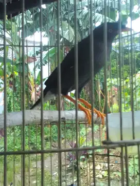 JALAK KEBO GACOR PAGI SIANG SORE POSTUR JUMBO GEDE 350 BURJA
