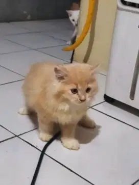 Kucing persia open adop