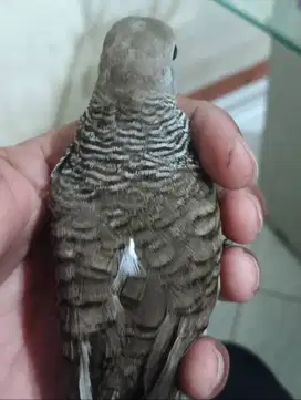 Perkutut lokal alam katuranggan songgo buwono