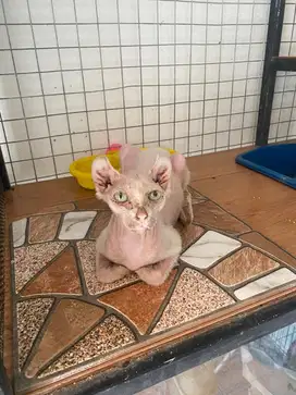 2 indukan sphynx elf dan sphynx