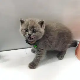 Kucing BRITISH SHORT HAIR (BSH), KITTEN