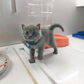 Kucing British Short Hair (BSH) KITTEN