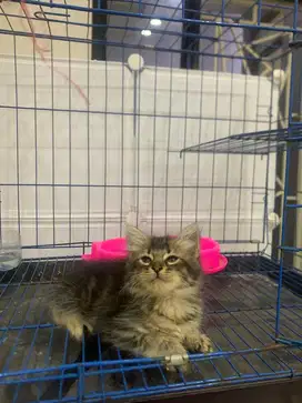 Kitten persian tabby