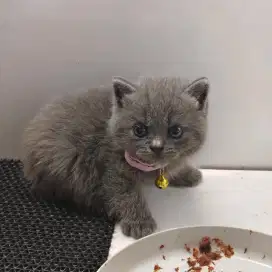 Kucing British Short Hair (BSH) KITTEN