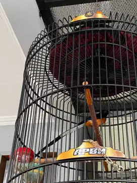 Jual burja murai batu ekor panjang 24cm