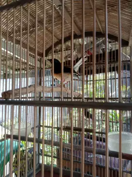Trotol murai batu medan