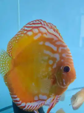 Jual Discus 20 ekor || Angkut Semua (Akuarium dan Perlengkapan)