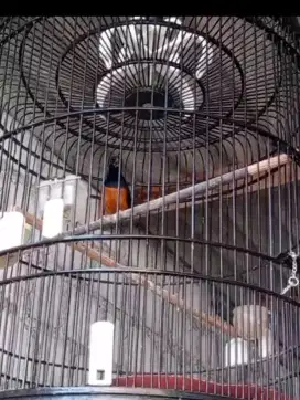 Murai batu  Medan super siap gantang