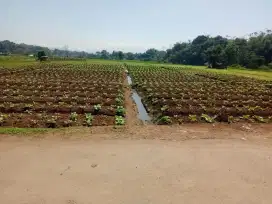 Jual Tanah Kebun Luas Pinggir jalan desa view pegunungan