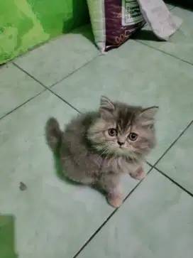 Kucing Persia Flatnose