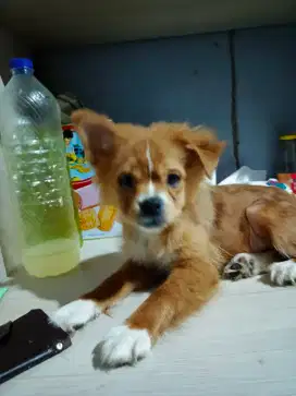 Anakan pom 4 bulan jntan