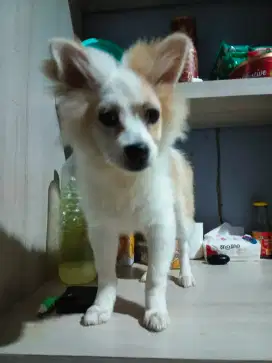 Jual murah Pupy betina 4 bulan
