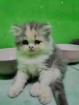 Kucing Persia Flatnose