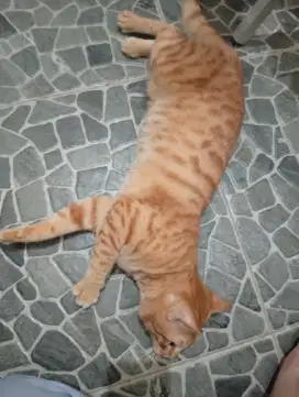 2 kucing jantan persia