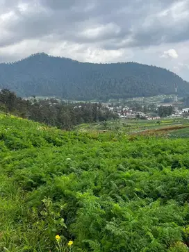 Tanah View Gunung Lawu