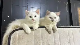 Lepas Adopt Kucing Anggora Persia