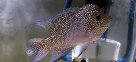 Ikan louhan lohan cencu free marking