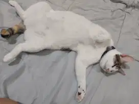 Kucing Domestik