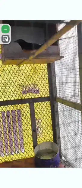 Burung murai satu jodoh. Borong eceran monggo burja