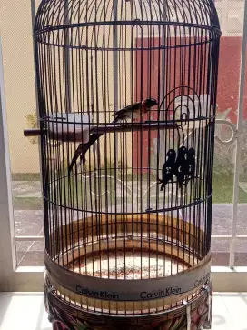 Burung Paradise Whydah