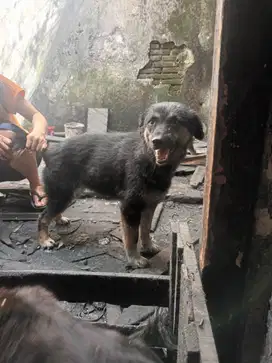Anjing betina mix setahun lagi isi