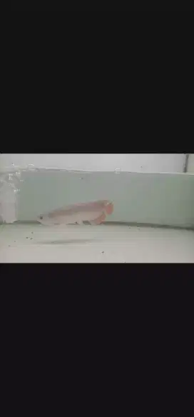 Arwana Super Red Kalimantan size  -+27cm