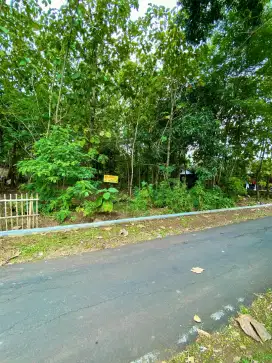 Dijual Tanah pekarangan pohon jati murah BU